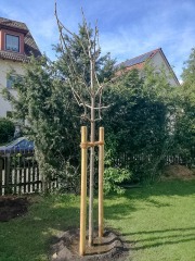 ZFM-04-29-Terassenbau-0053-15